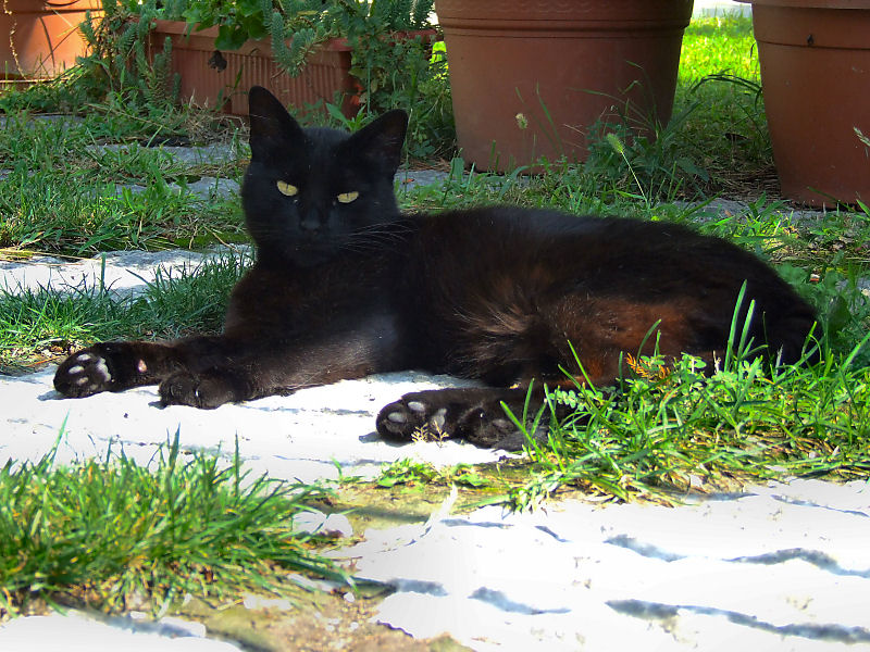 ./Galerie/Tiere/Cats//20080731_154003-dscf5088.jpg