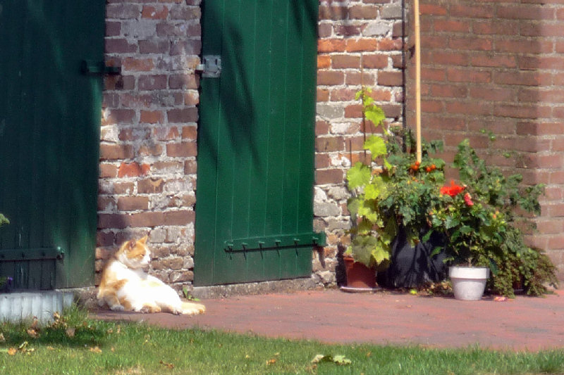 ./Galerie/Tiere/Cats//20090728_145859-p1010779.jpg