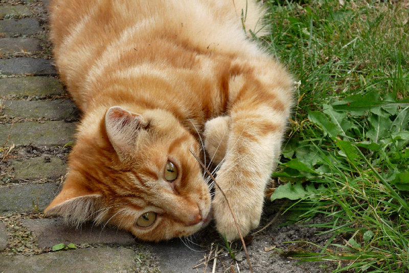 ./Galerie/Tiere/Cats//20090801_120648-p1020156.jpg