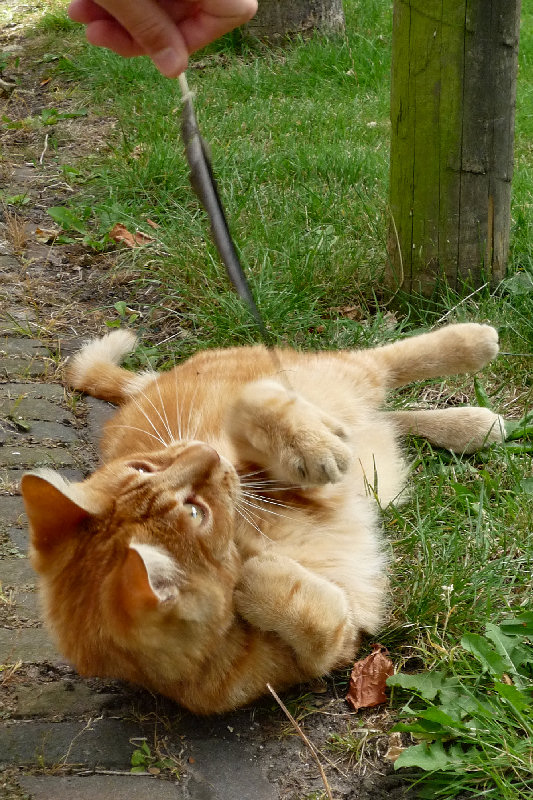 ./Galerie/Tiere/Cats//20090801_120658-p1020158.jpg