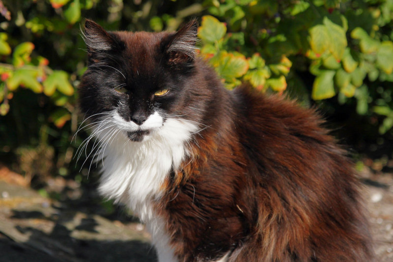 ./Galerie/Tiere/Cats//20100803_180116-IMG_1089.jpg