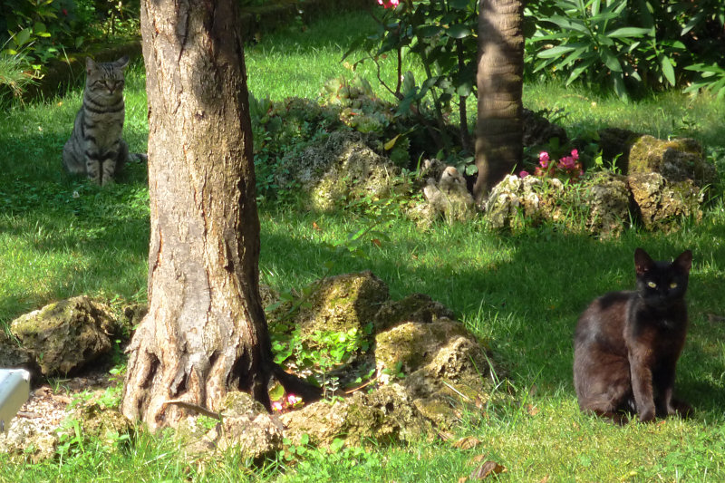 ./Galerie/Tiere/Cats//20110806_101137-p1030512.jpg