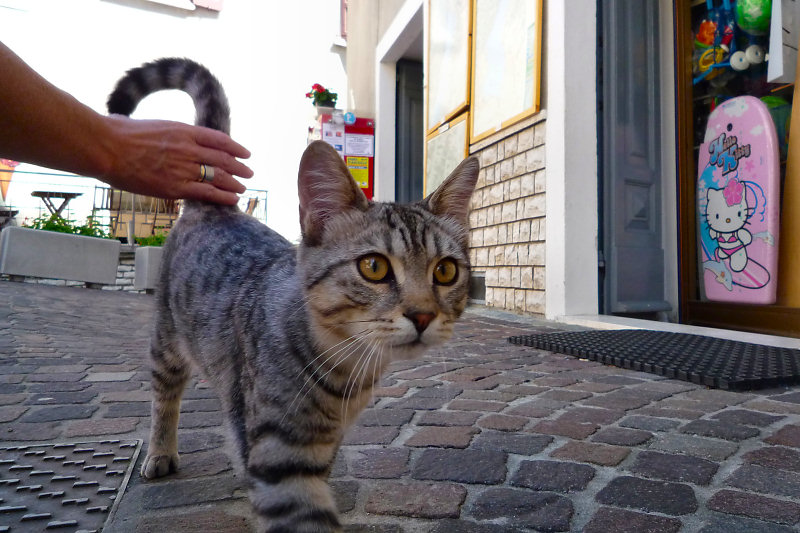 ./Galerie/Tiere/Cats//20110810_144631-p1030970.jpg