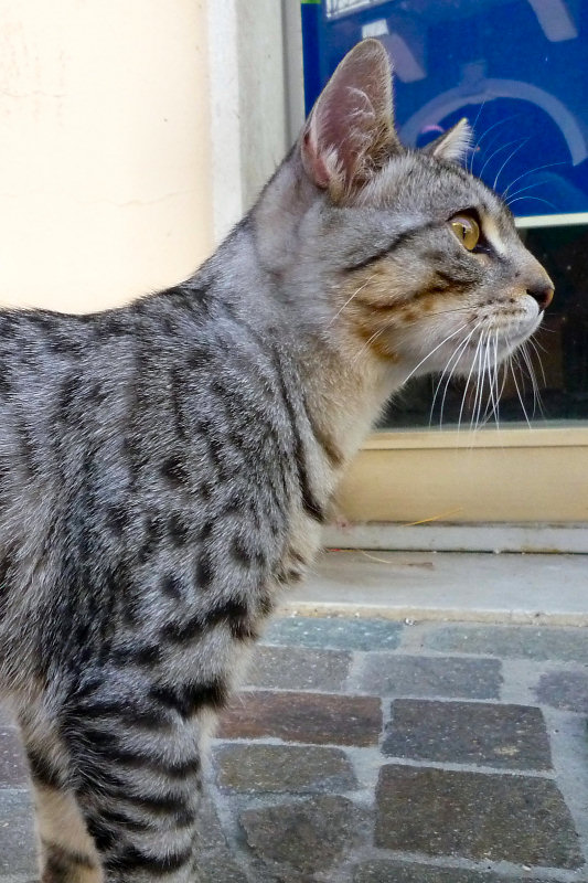 ./Galerie/Tiere/Cats//20110810_144635-p1030971.jpg