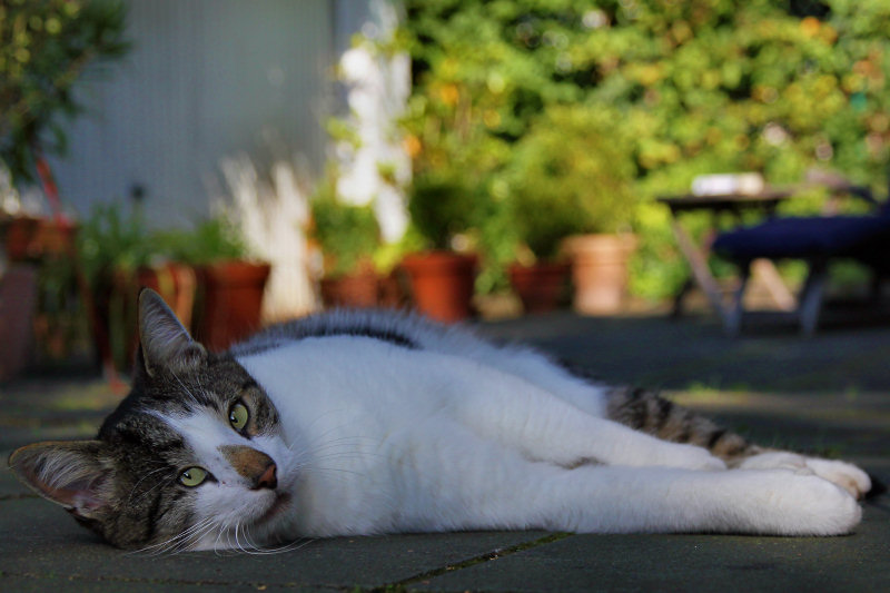 ./Galerie/Tiere/Cats//20110902_161028-IMG_2526-odin-2-augen_web.jpg