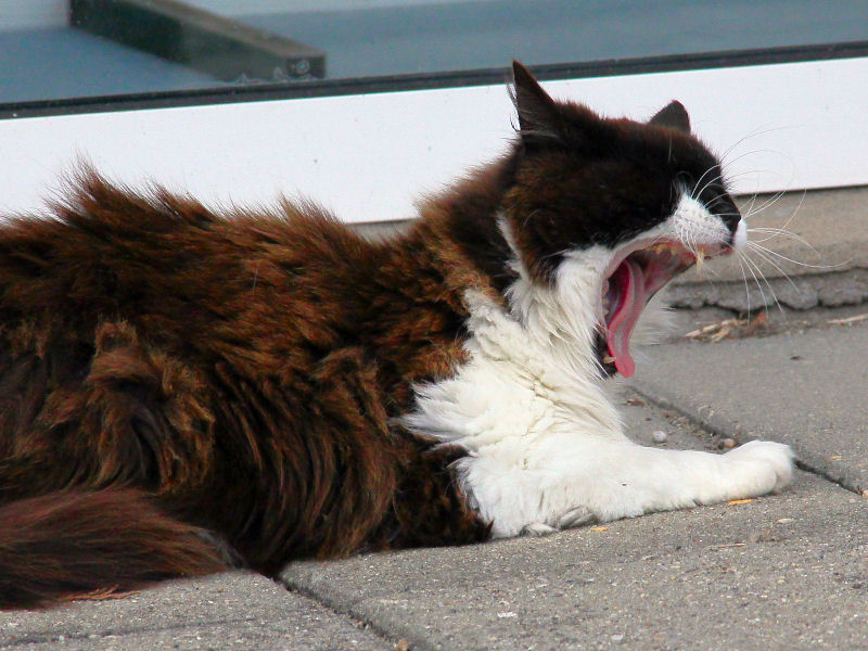 ./Galerie/Tiere/Cats//20120729_192220-img_3668.jpg