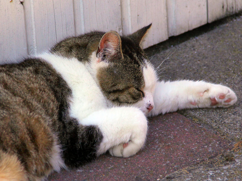 ./Galerie/Tiere/Cats//20120730_150409-img_3727.jpg