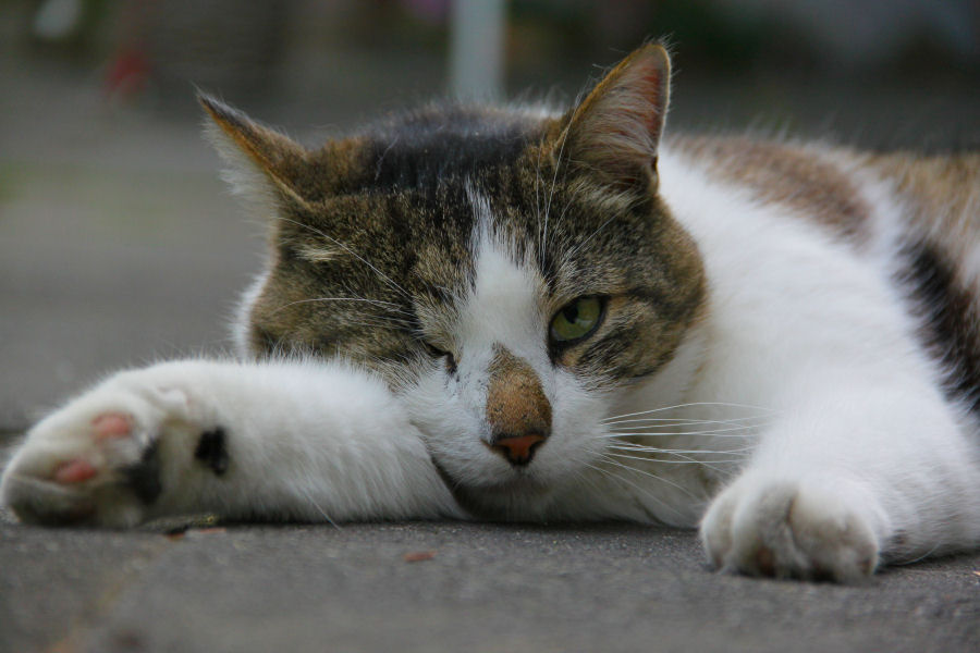 ./Galerie/Tiere/Cats//20130617_201044-IMG_4828.jpg