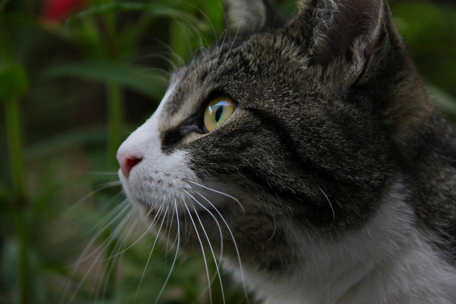 ./Galerie/Tiere/Cats//20130617_202104-IMG_4847.jpg