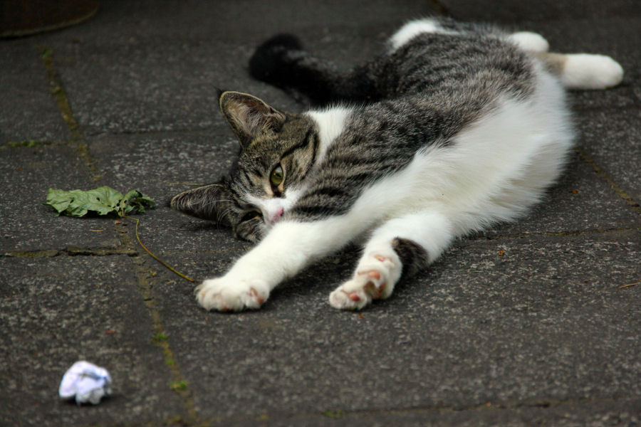 ./Galerie/Tiere/Cats//20130618_182034-IMG_4892.jpg