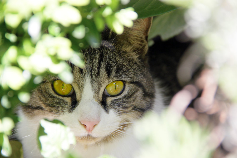 ./Galerie/Tiere/Cats//20140419_140214-IMG_5658_bearbeitet.jpg