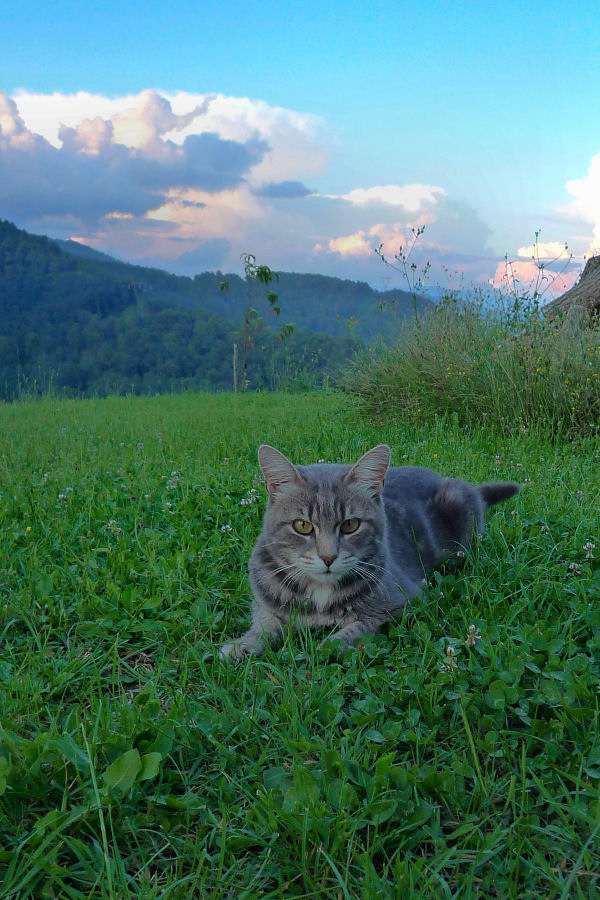 ./Galerie/Tiere/Cats//20140724_203304-P1060753.JPG