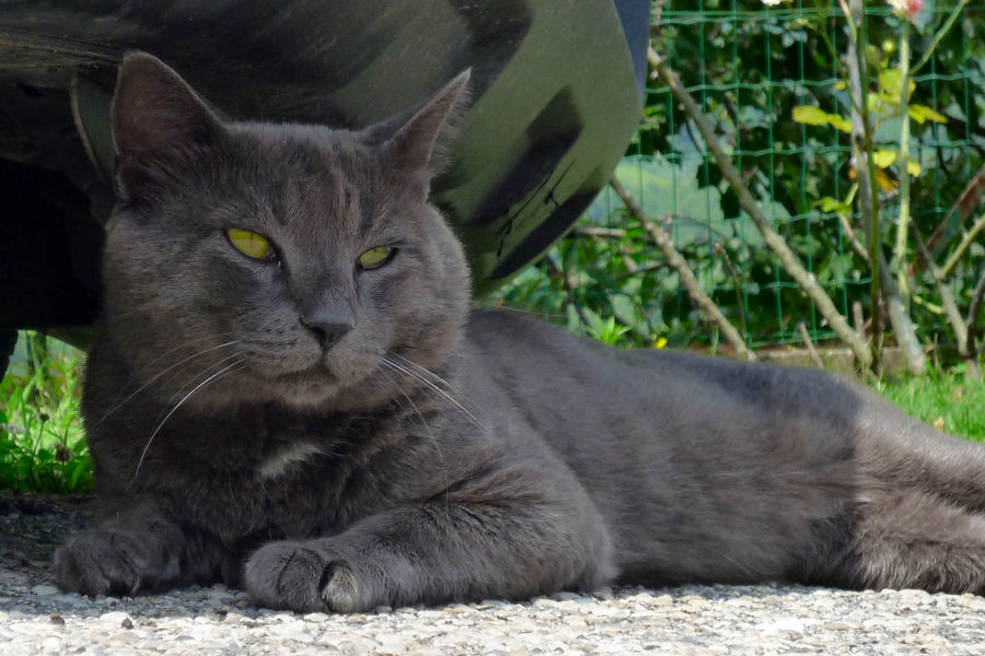 ./Galerie/Tiere/Cats//20140727_141223-P1060902.JPG