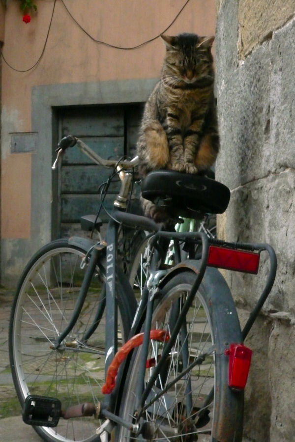 ./Galerie/Tiere/Cats//20140729_195643-P1070062.JPG