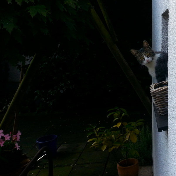 ./Galerie/Tiere/Cats//20140805_101038_bearbeitet.jpg