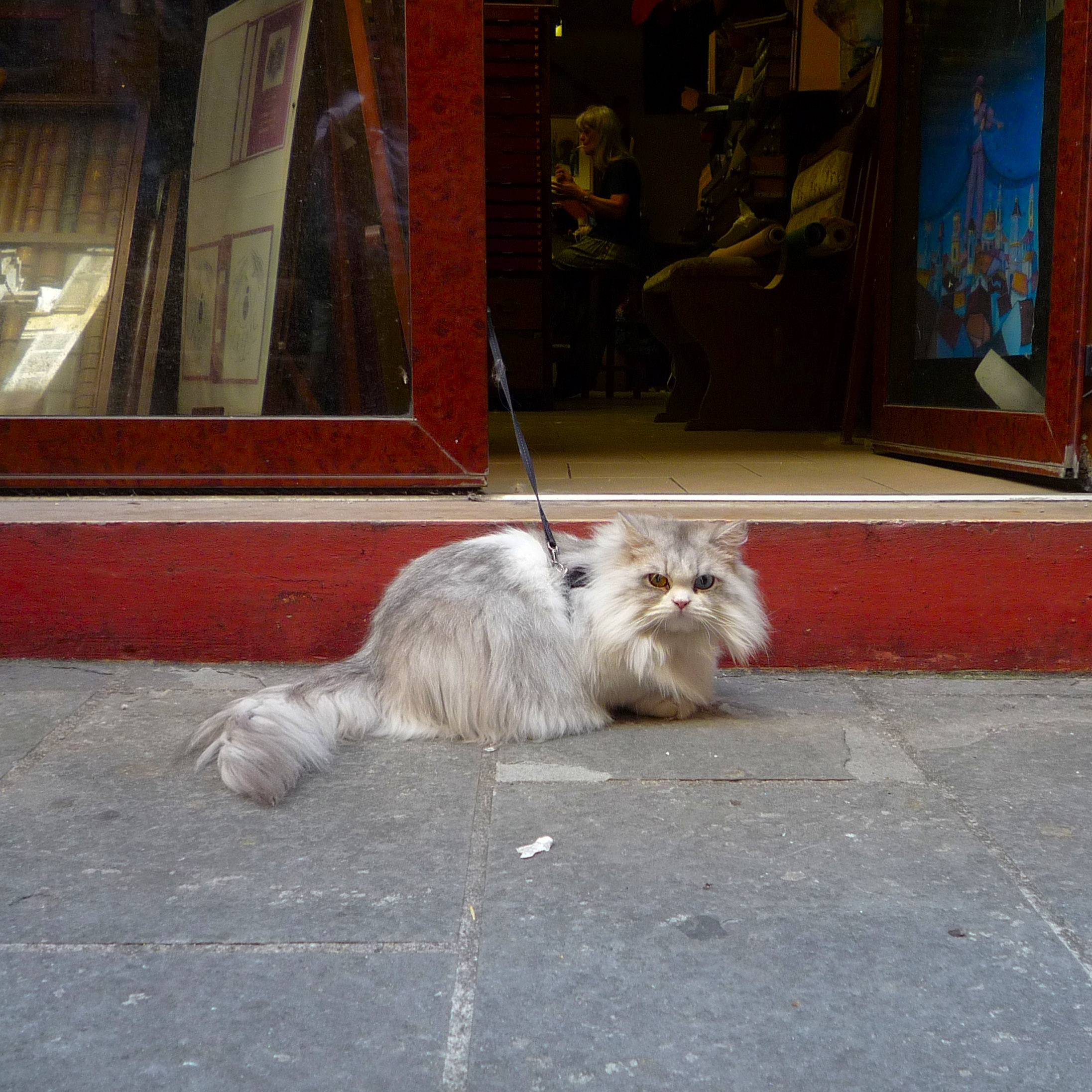 ./Galerie/Tiere/Cats//20140927_161251_P1080050.JPG