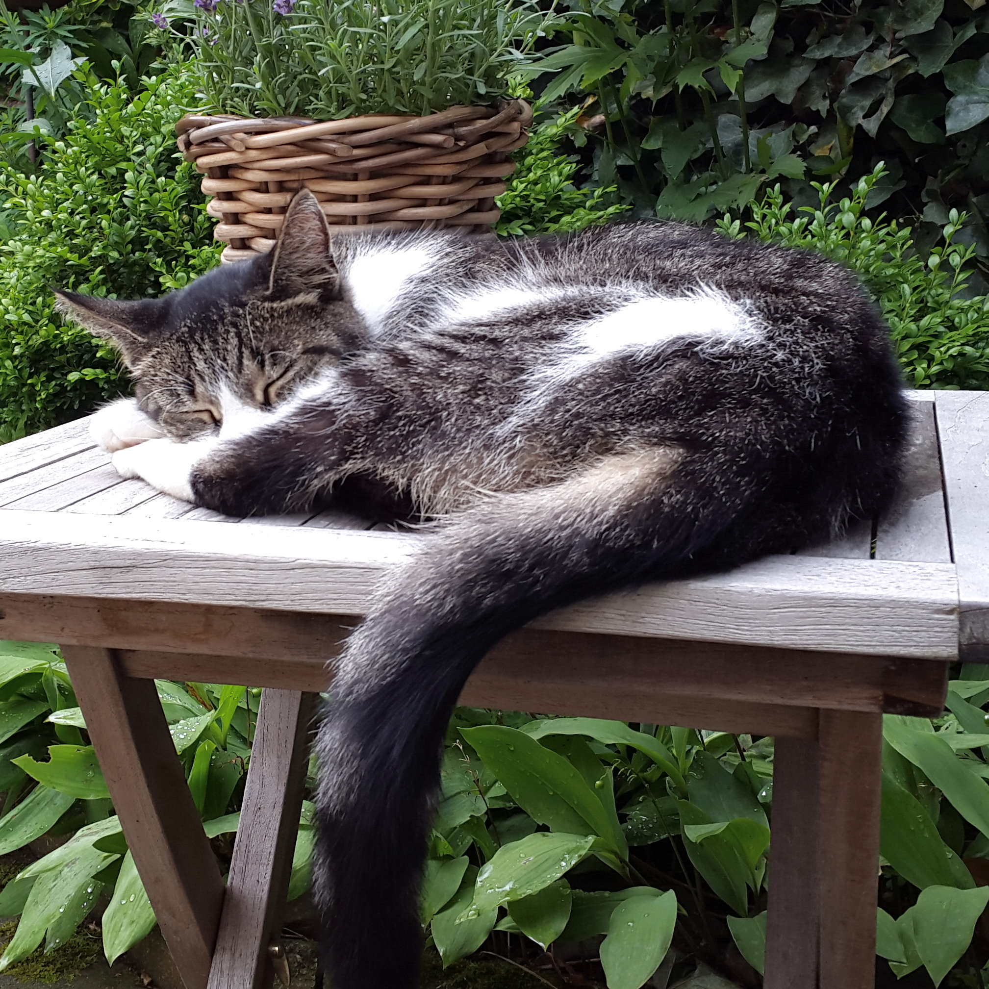 ./Galerie/Tiere/Cats//20160724_105359.jpg