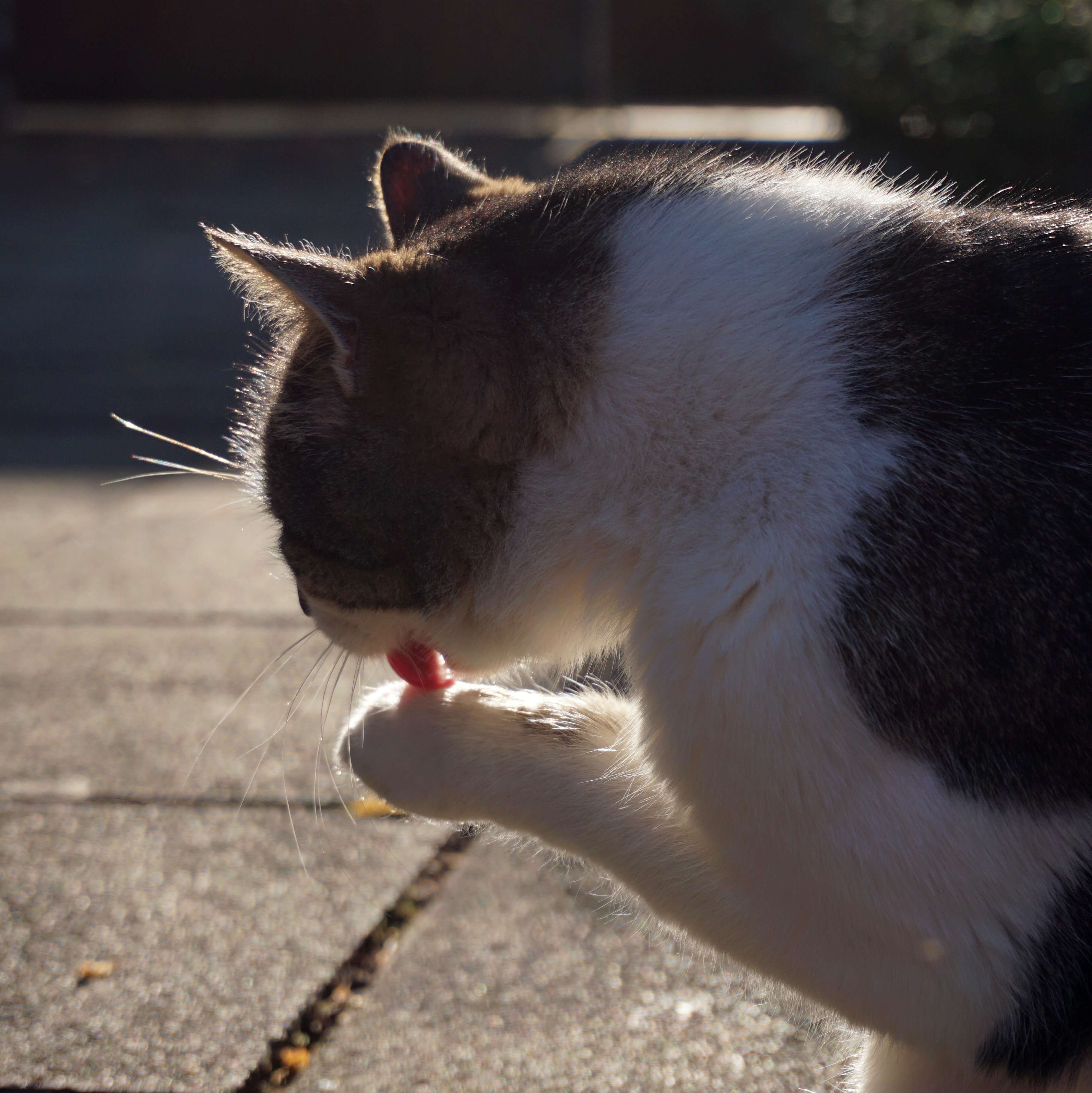 ./Galerie/Tiere/Cats//20160925_171355_DSC02451.JPG