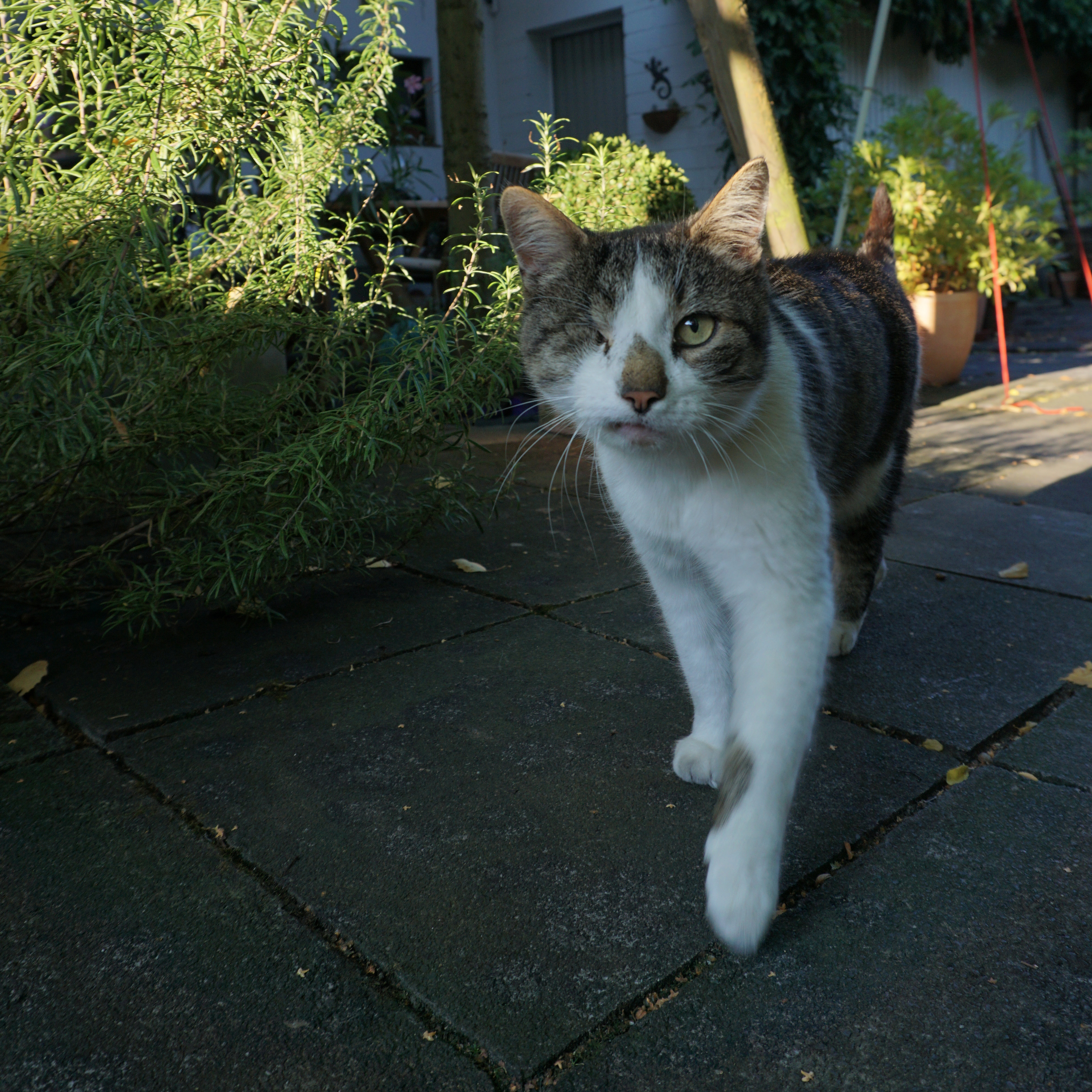 ./Galerie/Tiere/Cats//20160925_171803_DSC02456.JPG