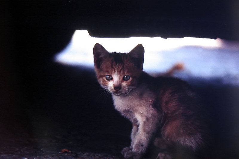 ./Galerie/Tiere/Cats//alley_cat_mallorca.jpg