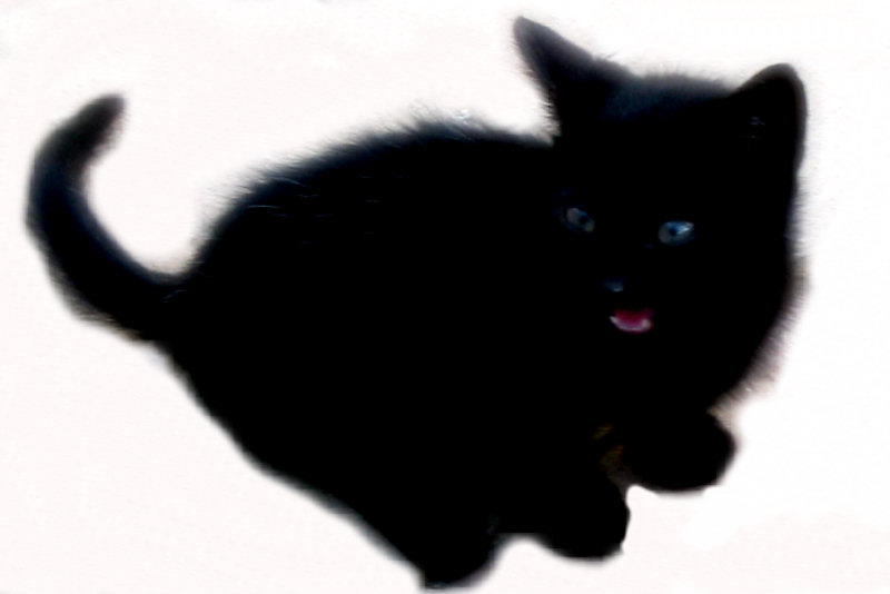 ./Galerie/Tiere/Cats//black_young_cat_kreta.jpg