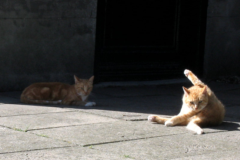 ./Galerie/Tiere/Cats//cleaning_ouddorp.jpg