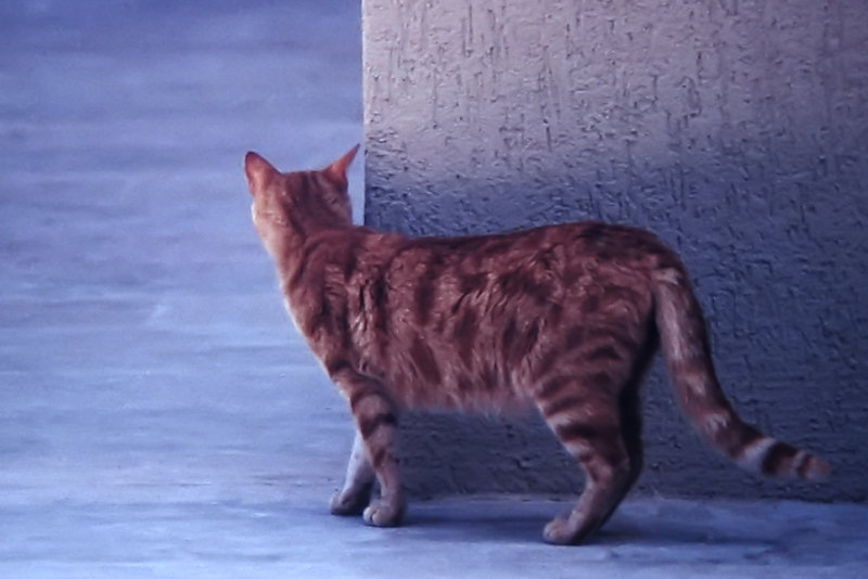 ./Galerie/Tiere/Cats//corner_dining_hall_turkey.jpg