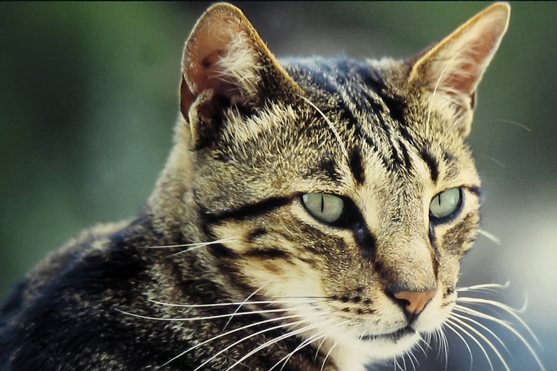 ./Galerie/Tiere/Cats//harbour_cat_mallorca.jpg