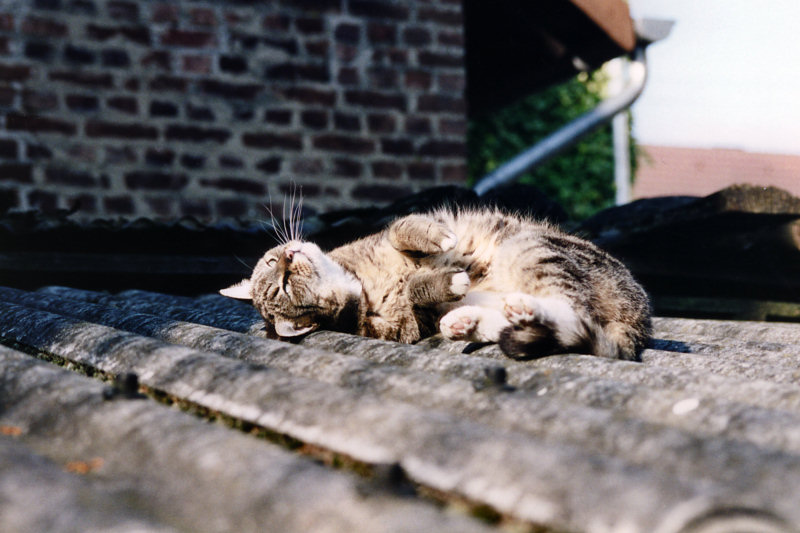 ./Galerie/Tiere/Cats//miezi.jpg