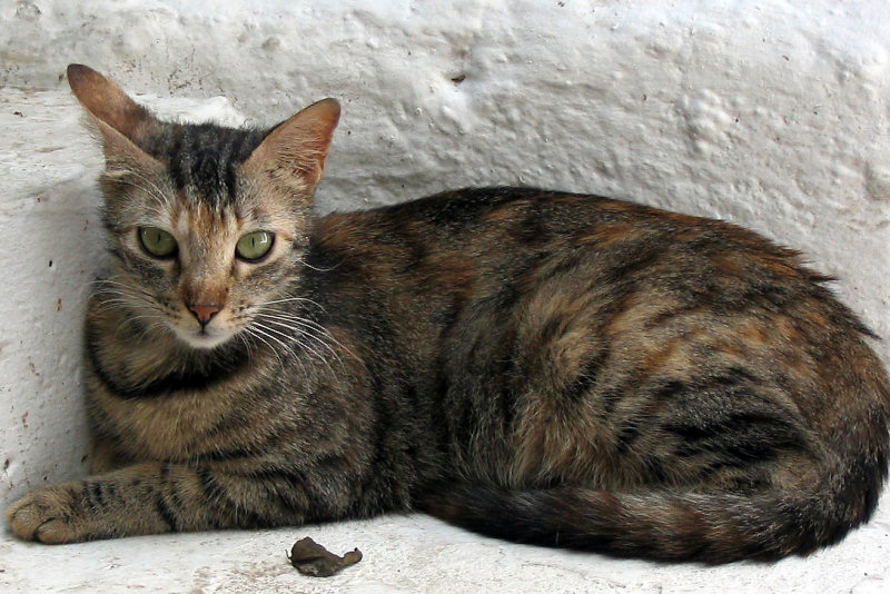 ./Galerie/Tiere/Cats//old_town_cat_kreta.jpg