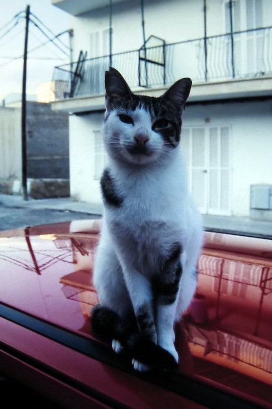 ./Galerie/Tiere/Cats//photo_please_mallorca.jpg