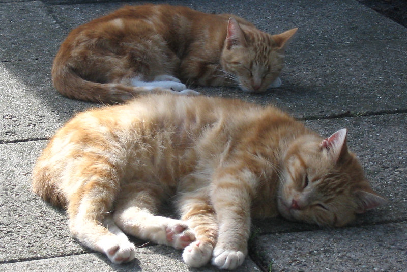 ./Galerie/Tiere/Cats//siesta_ouddorp.jpg