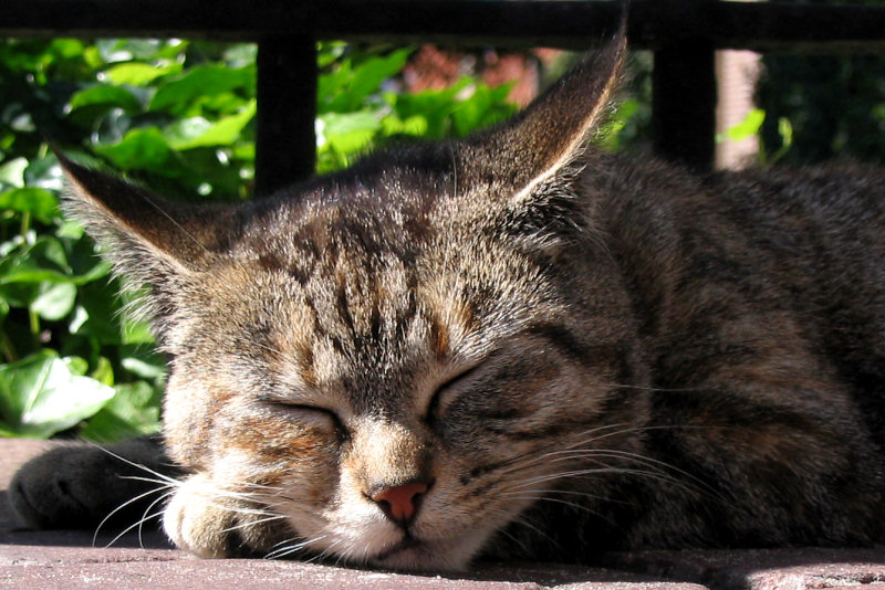 ./Galerie/Tiere/Cats//sleeping_church_ouddorp.jpg