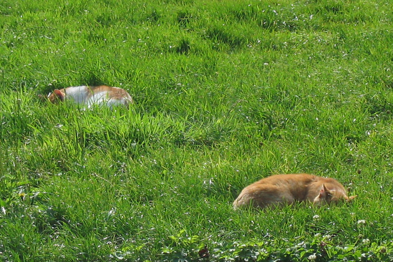 ./Galerie/Tiere/Cats//sleeping_ouddorp.jpg