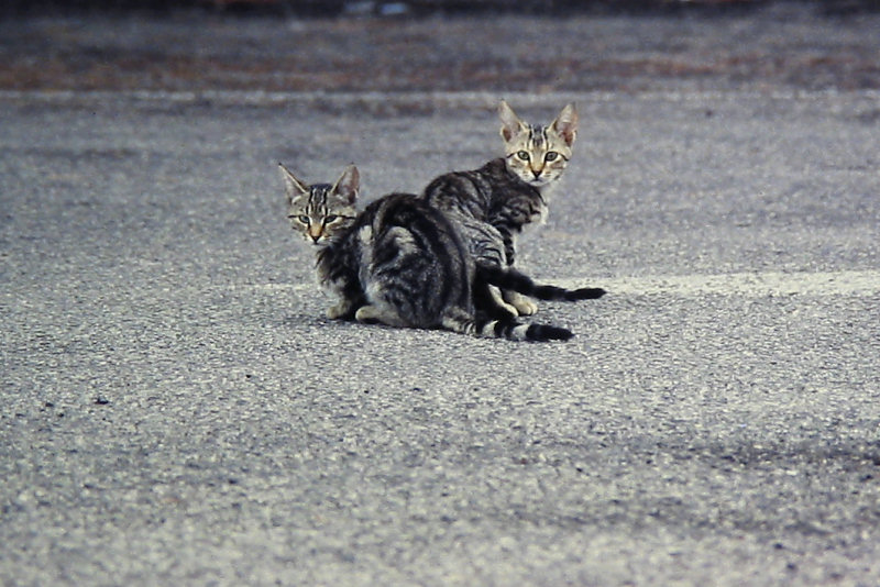 ./Galerie/Tiere/Cats//street_cats_bus_terminal_mallorca.jpg