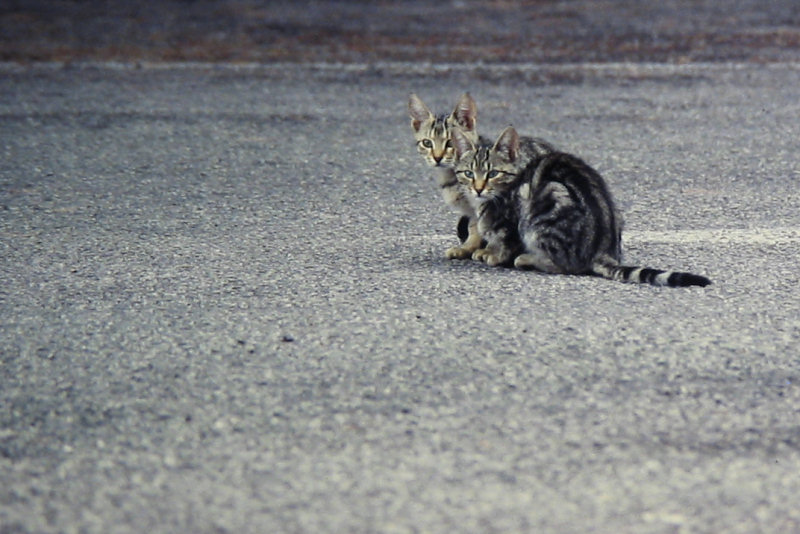 ./Galerie/Tiere/Cats//street_cats_looking_bus_terminal_mallorca.jpg