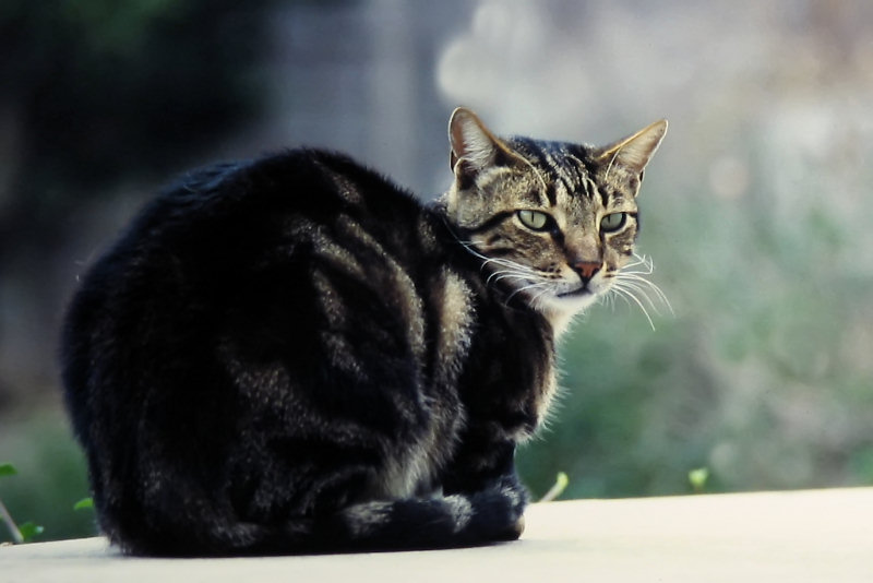 ./Galerie/Tiere/Cats//waiting_for_dinner_mallorca.jpg