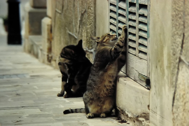 ./Galerie/Tiere/Cats//waiting_for_tourists_mallorca.jpg