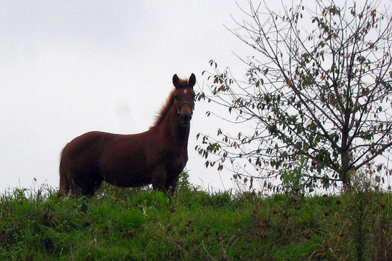 ./Galerie/Tiere/Diversetierbilder//20071003_144543-187-8800_IMG_web.jpg