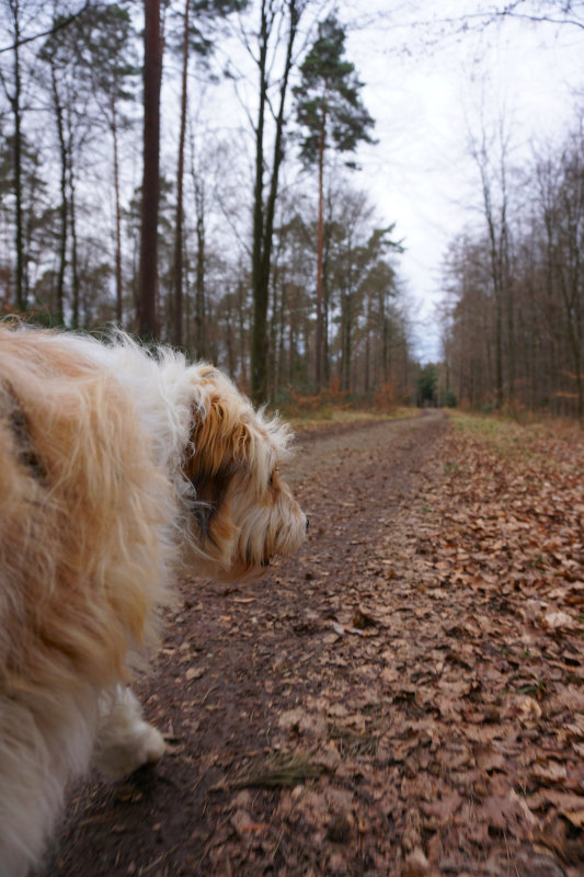 ./Galerie/Tiere/Meggie//20170225_144843_DSC03202.JPG