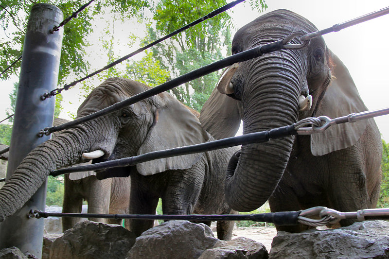 ./Galerie/Tiere/Zooduisburg//20100723_133626-IMG_0769.jpg