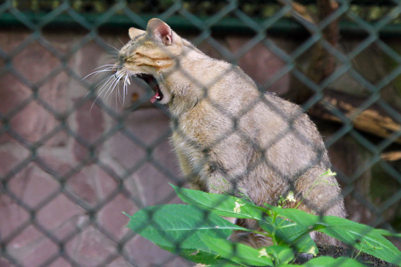 ./Galerie/Tiere/Zooduisburg//20100723_135944-IMG_0780.jpg