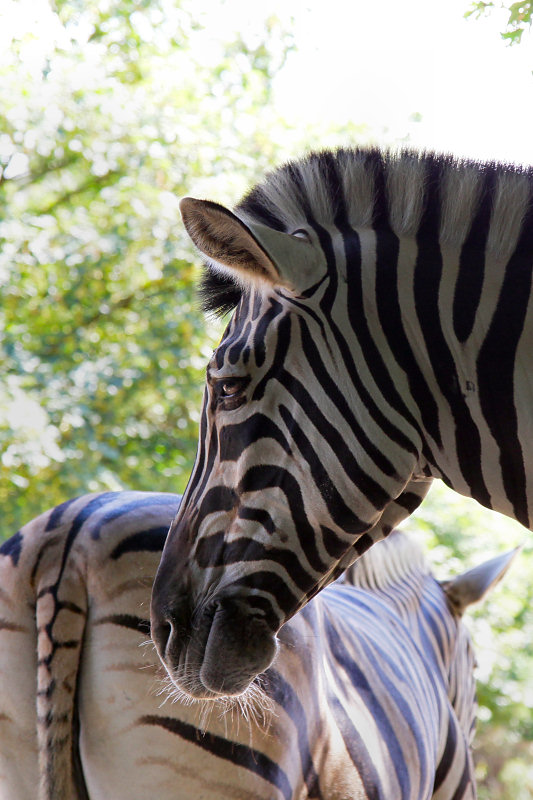 ./Galerie/Tiere/Zooduisburg//20100723_140918-IMG_0788.jpg