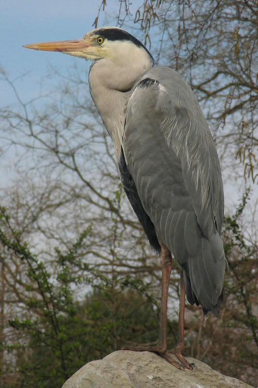 ./Galerie/Tiere/Zookoeln//114_1469.JPG