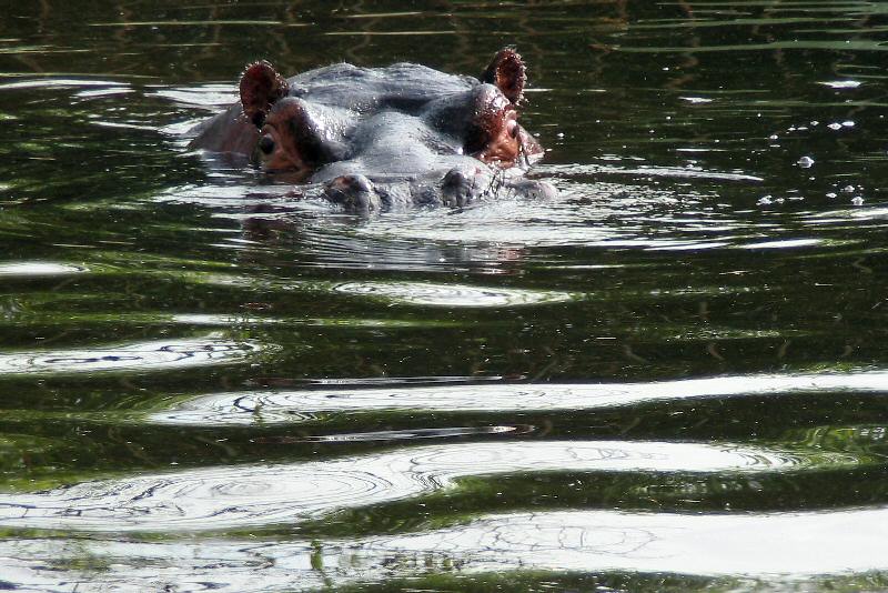 ./Galerie/Tiere/Zookoeln//114_1486.JPG