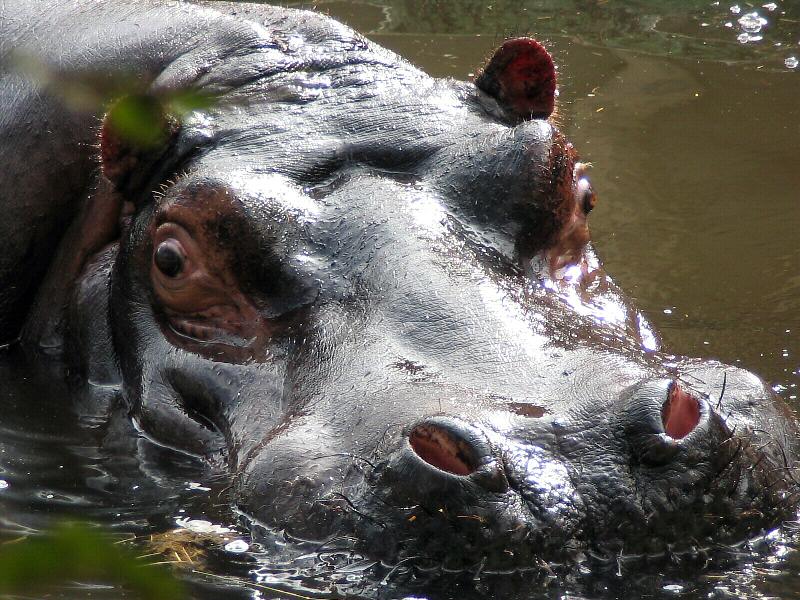 ./Galerie/Tiere/Zookoeln//114_1488.JPG