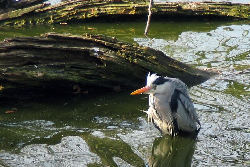 ./Galerie/Tiere/Zookoeln//115_1514.JPG