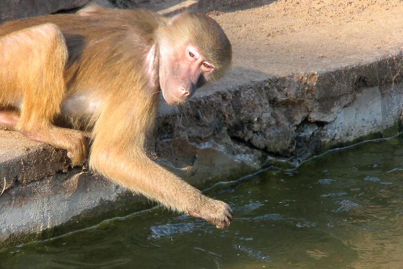 ./Galerie/Tiere/Zookoeln//115_1557.JPG