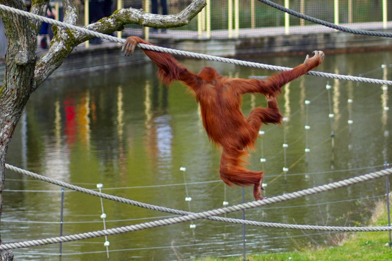 ./Galerie/Tiere/Zoomerlebnisweltgelsenkirchen//20230413_155139_DSC01541_b.jpg