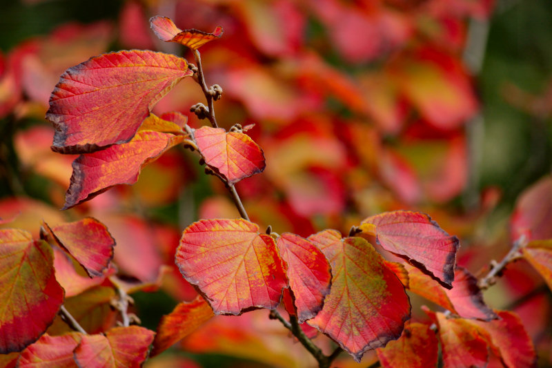 ./Galerie/Umgebung/Rheinaue//20121003_130322-IMG_4301.jpg